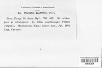 Puccinia graminis image